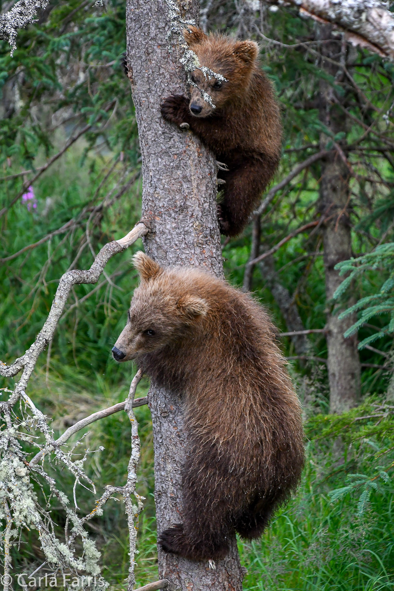 Grazer (128) cub(s)