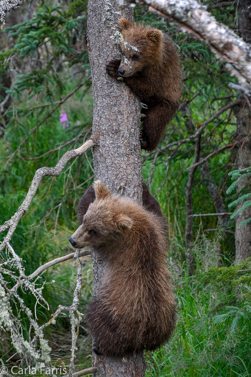 Grazer (128) cub(s)