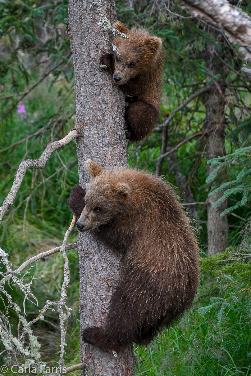 Grazer (128) cub(s)