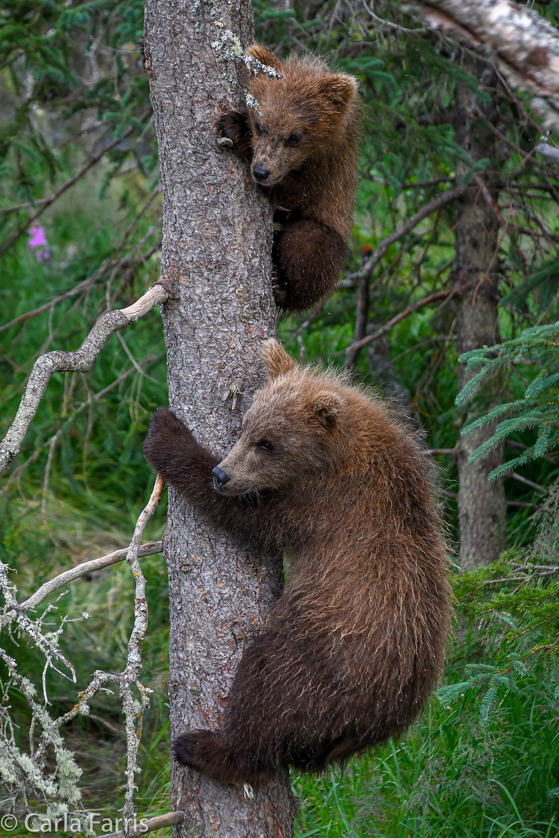 Grazer (128) cub(s)