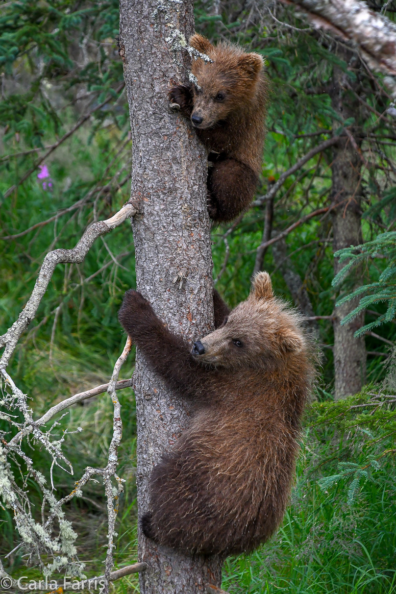 Grazer (128) cub(s)