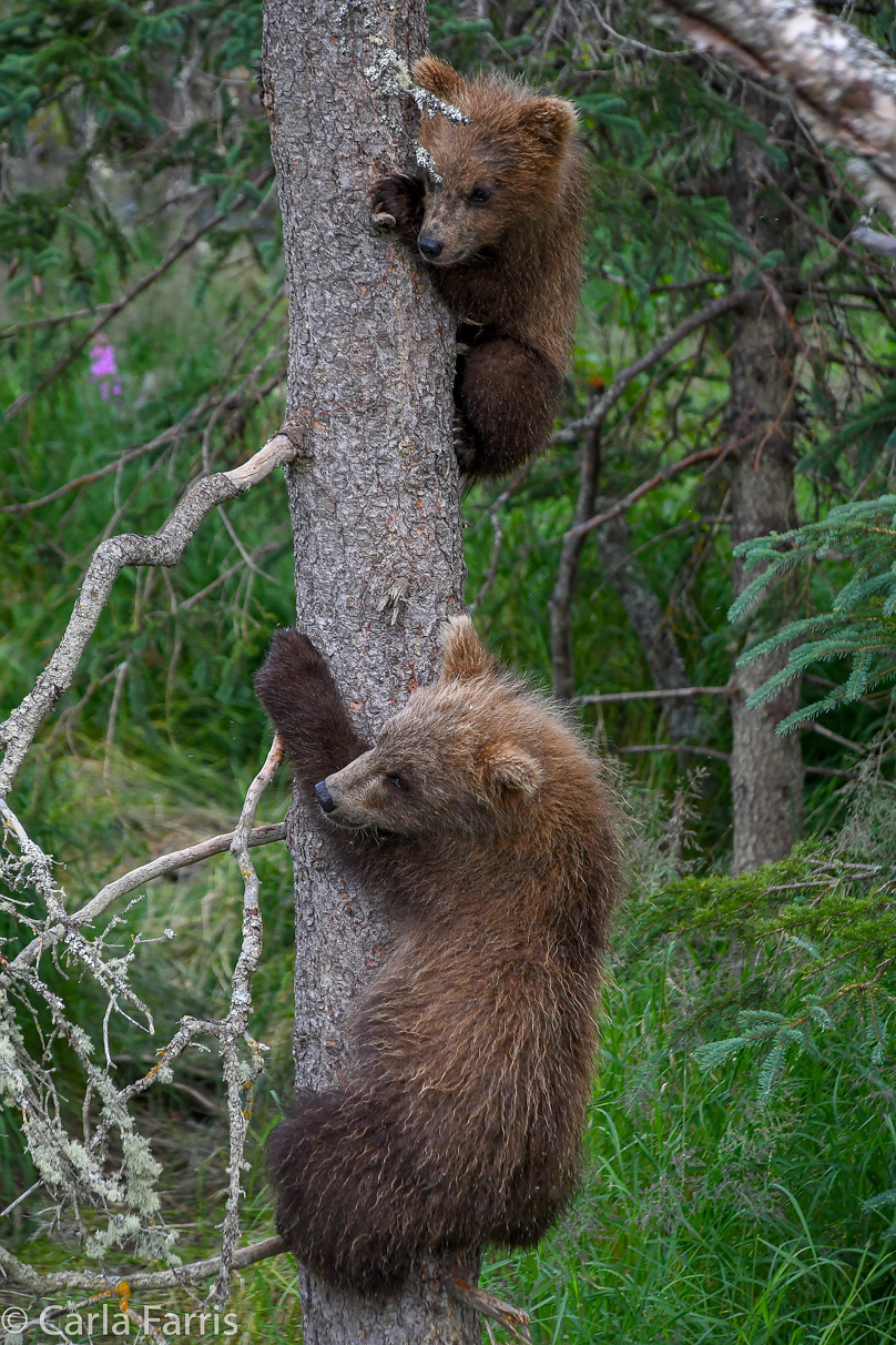 Grazer (128) cub(s)