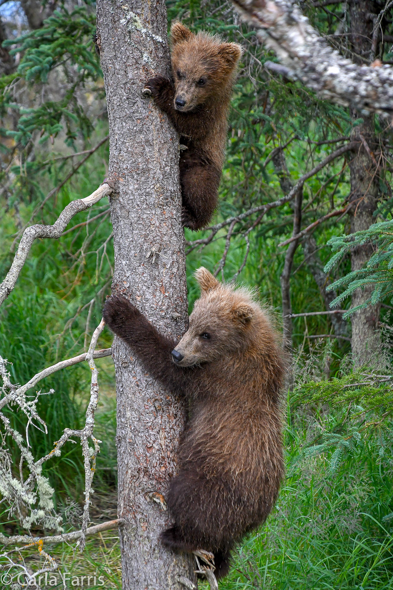 Grazer (128) cub(s)