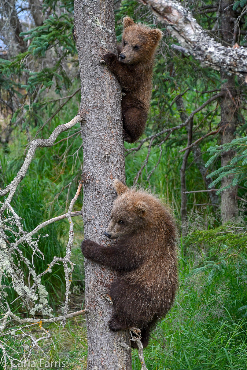 Grazer (128) cub(s)