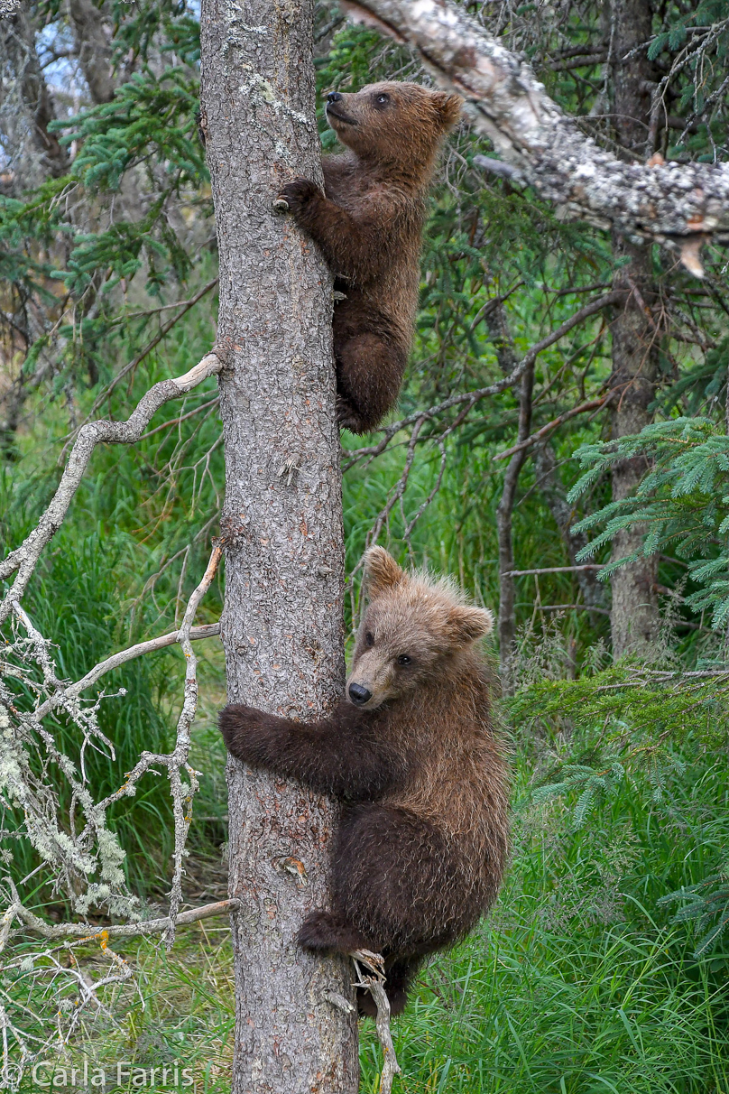 Grazer (128) cub(s)