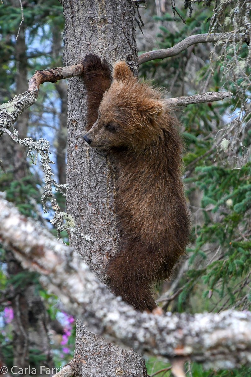 Grazer (128) cub(s)