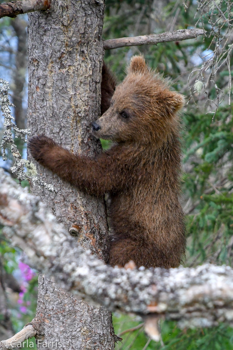 Grazer (128) cub(s)