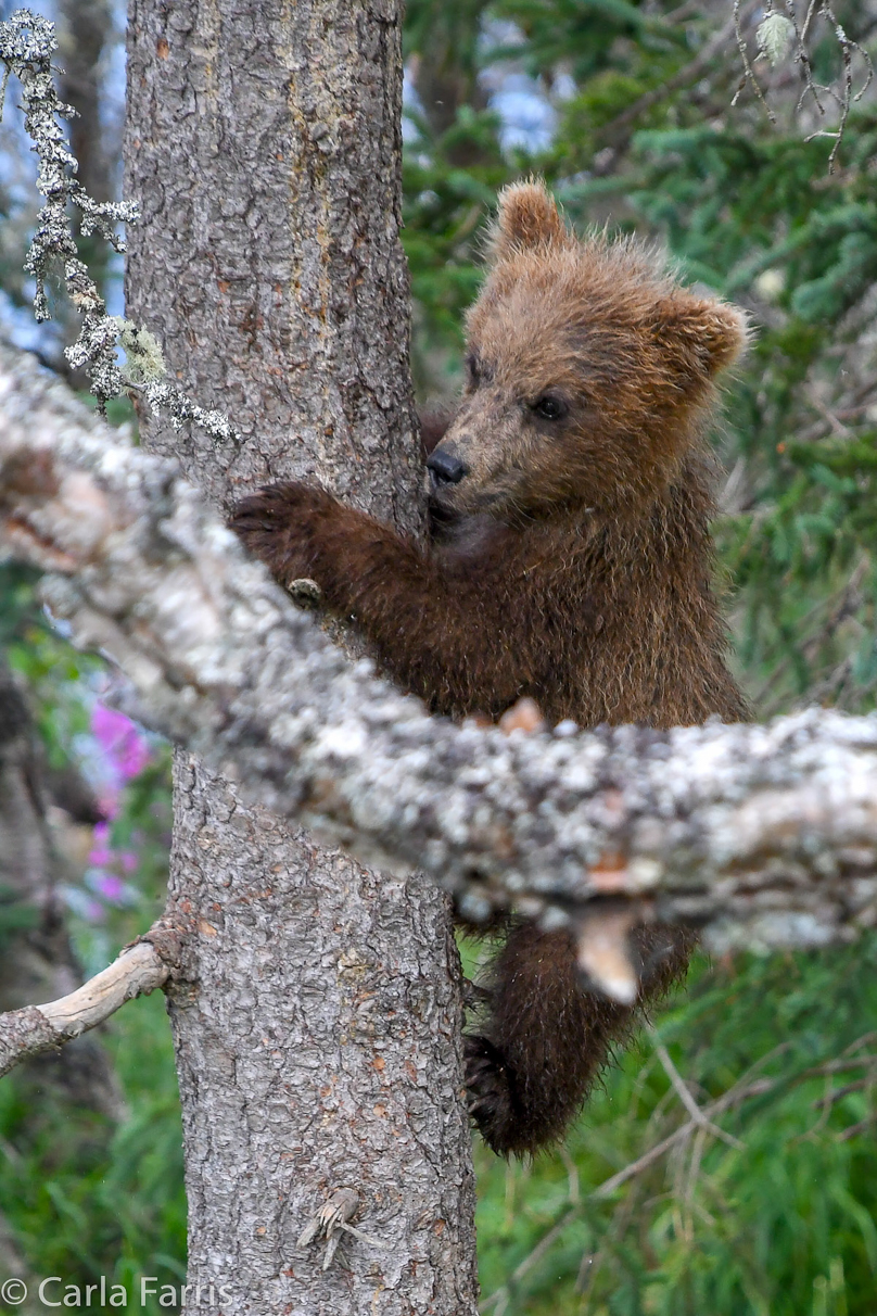 Grazer (128) cub(s)