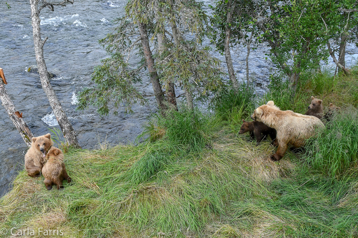 Grazer (128) & cubs meet 402's cubs