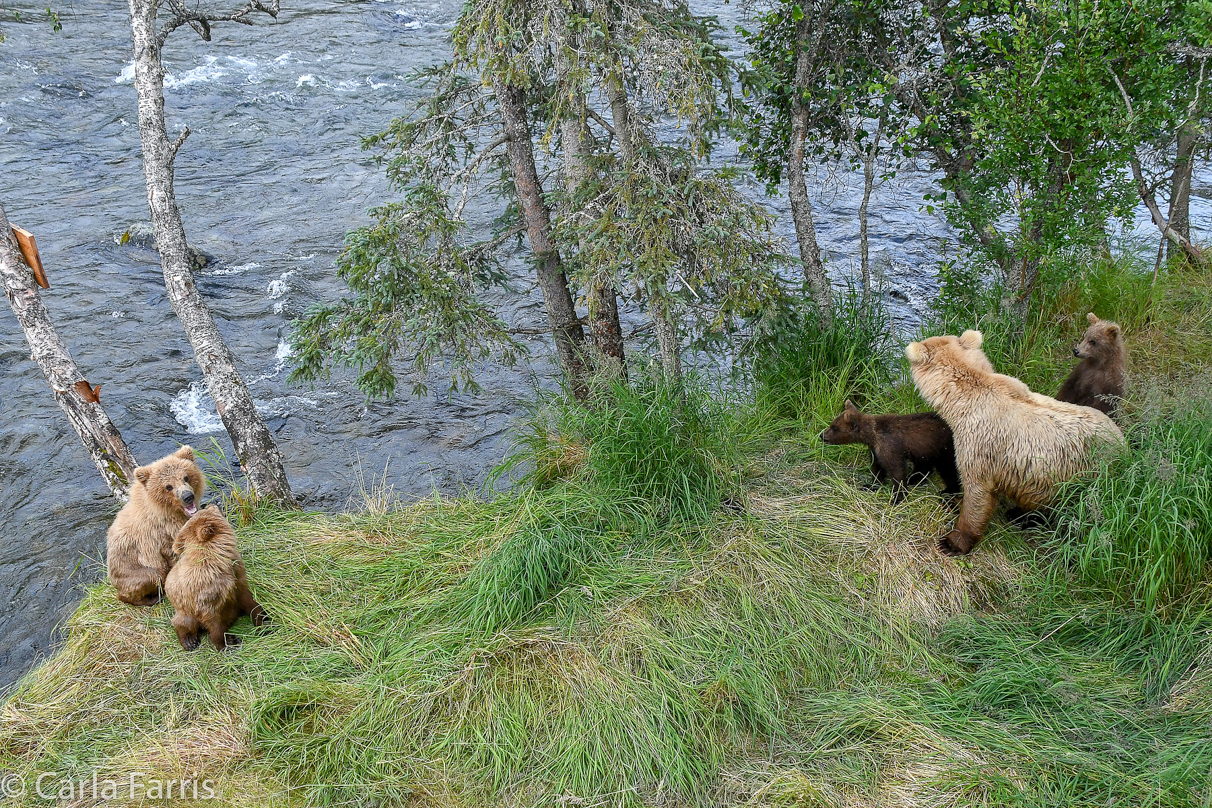 Grazer (128) & cubs meet 402's cubs