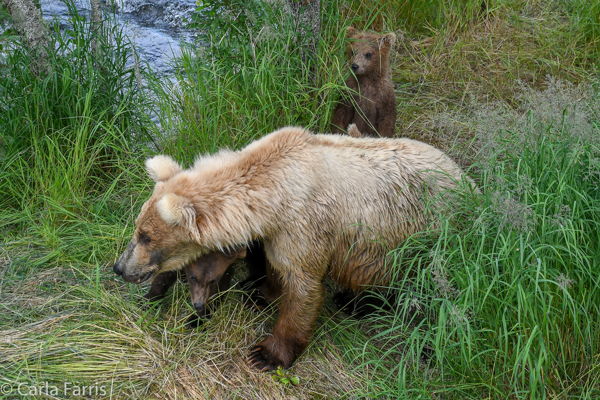 Grazer (128) & cubs