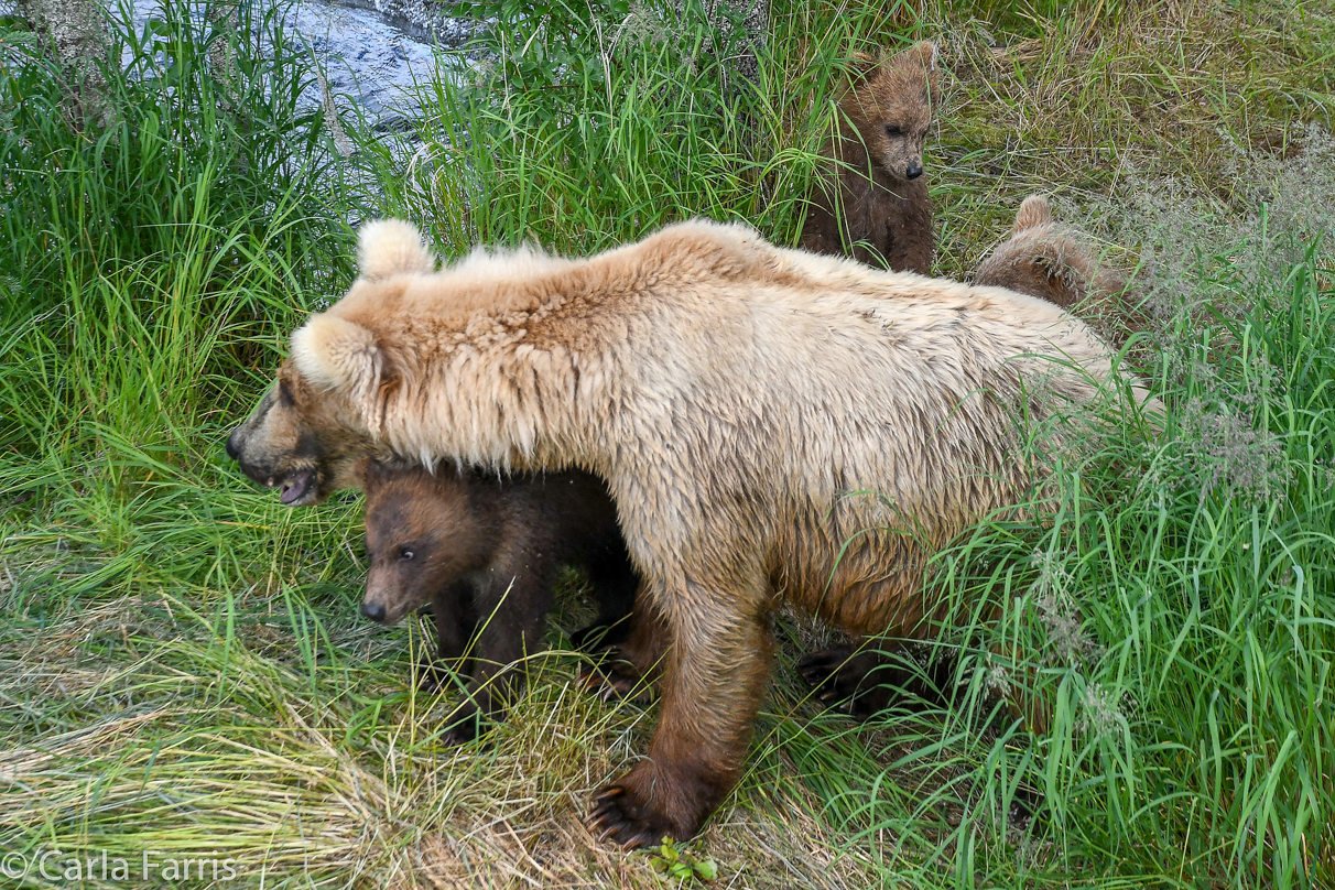 Grazer (128) & cubs