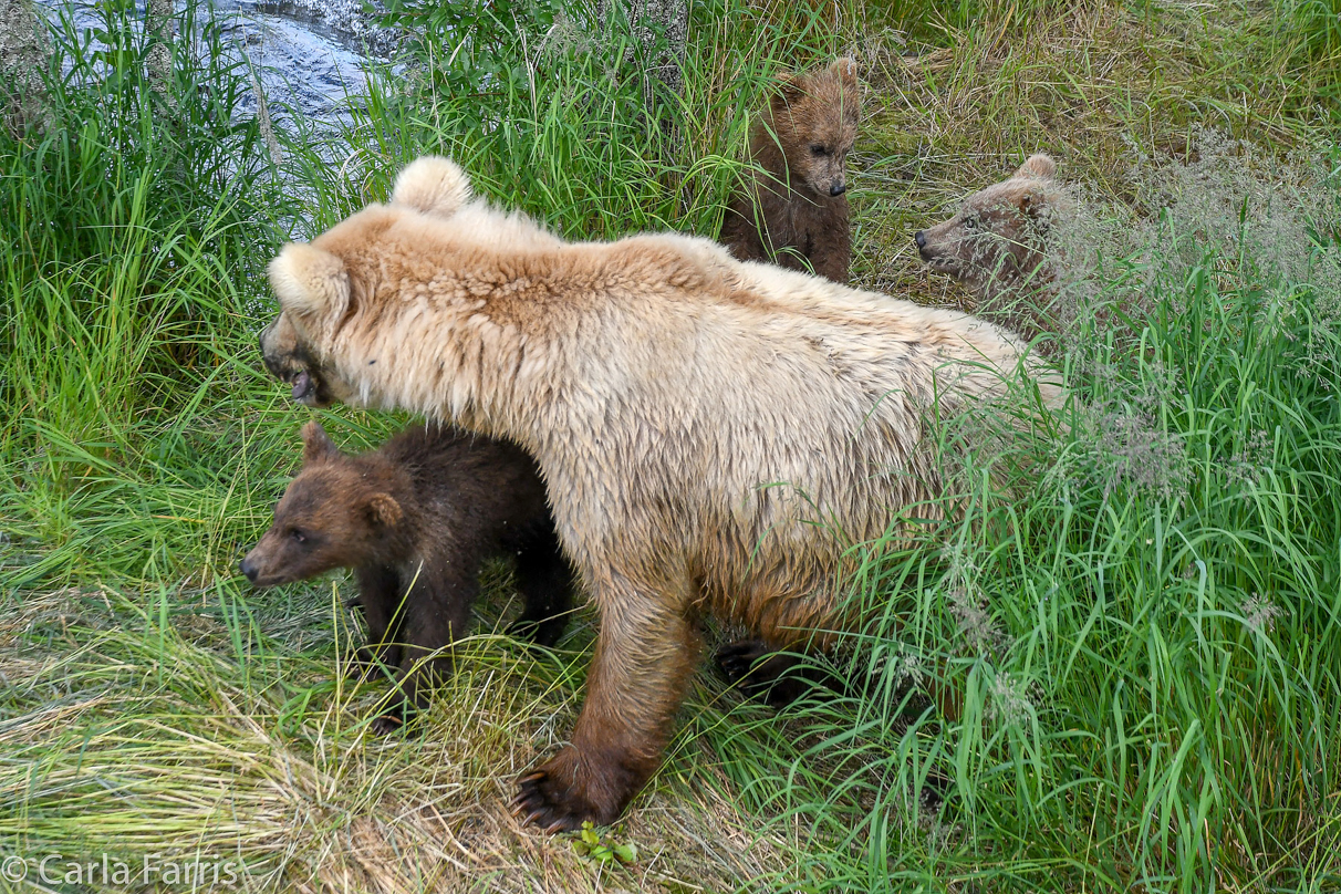 Grazer (128) & cubs