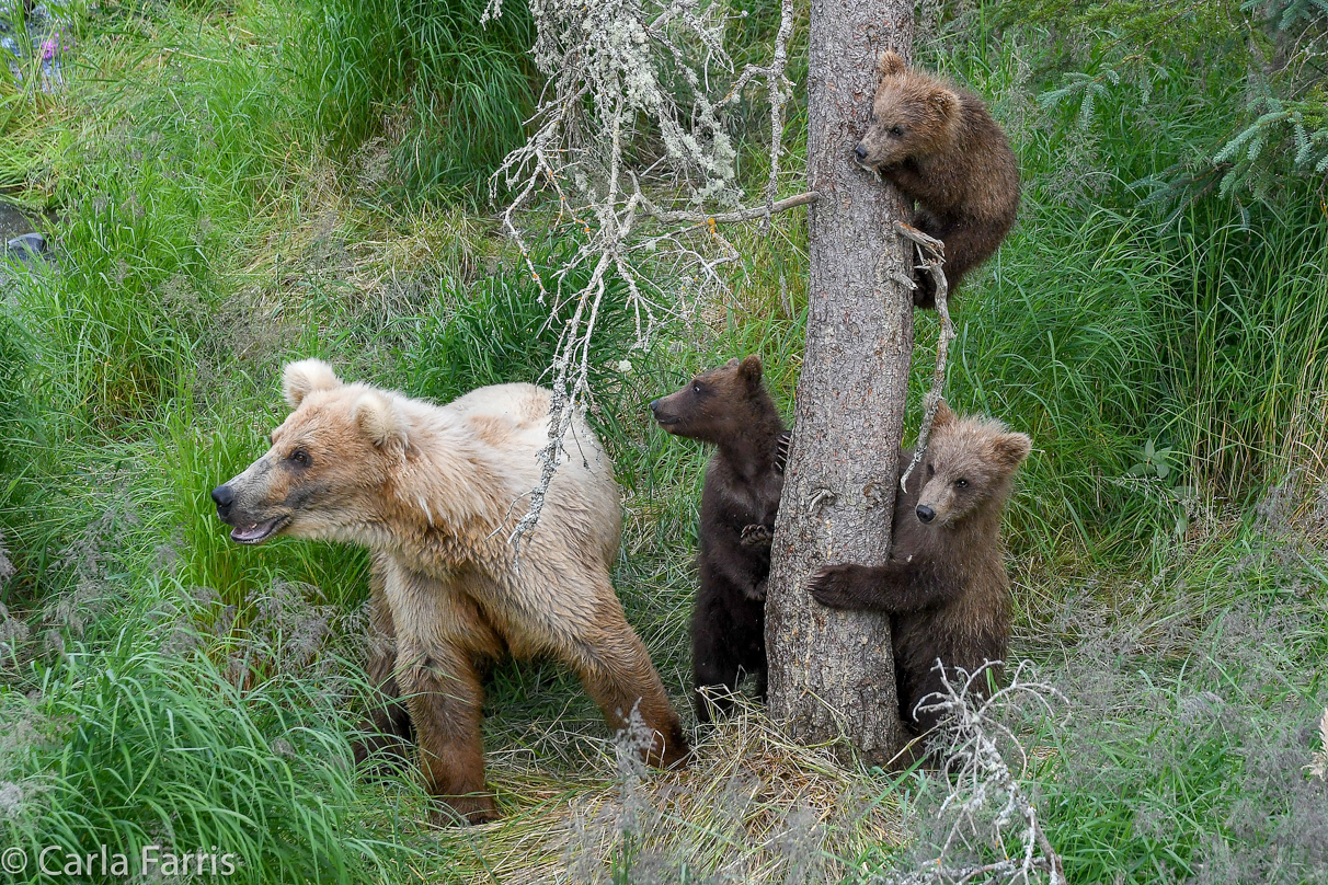 Grazer (128) & cubs