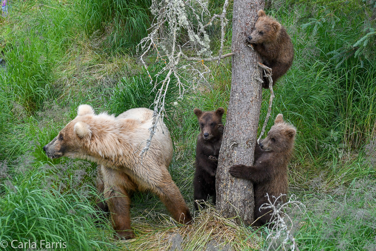 Grazer (128) & cubs