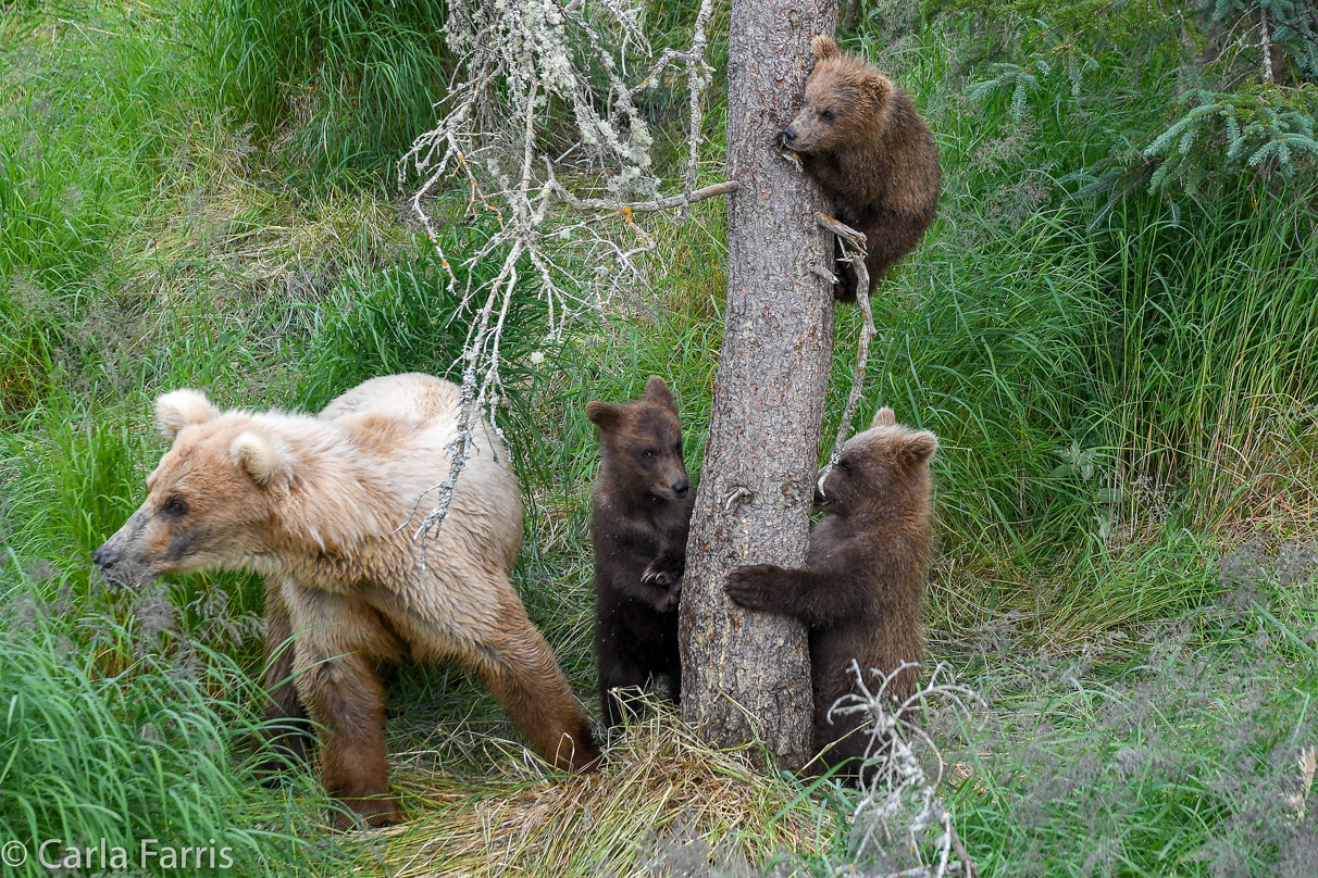 Grazer (128) & cubs