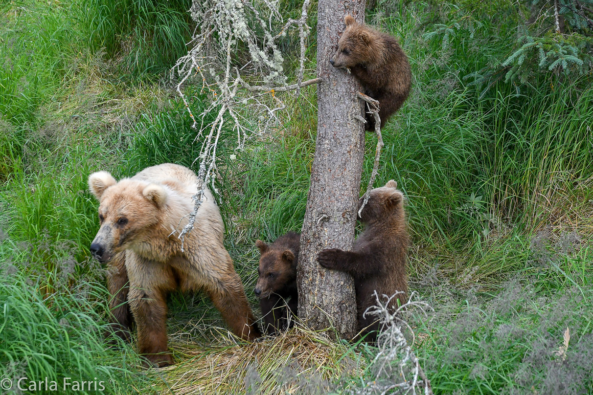 Grazer (128) & cubs