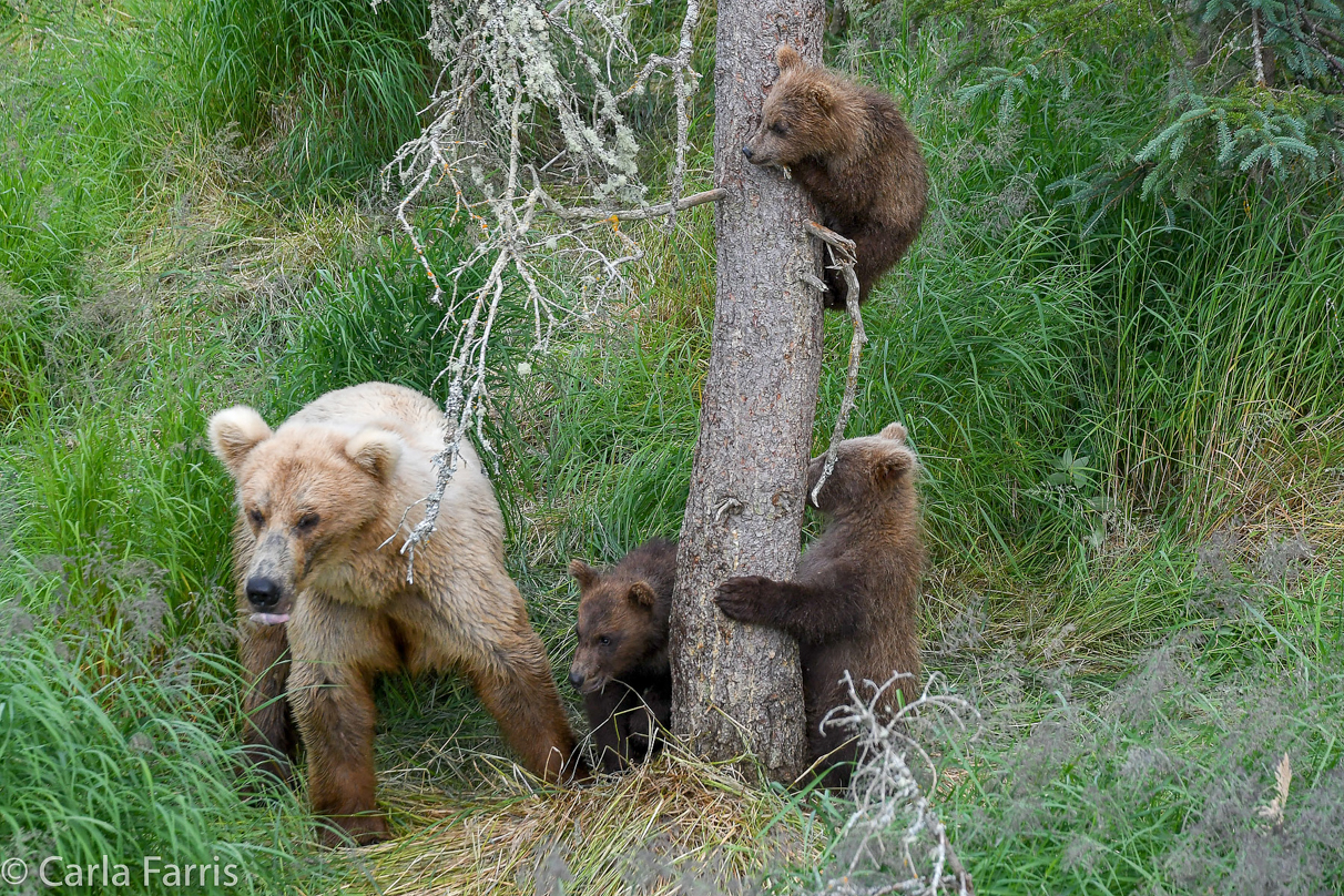 Grazer (128) & cubs