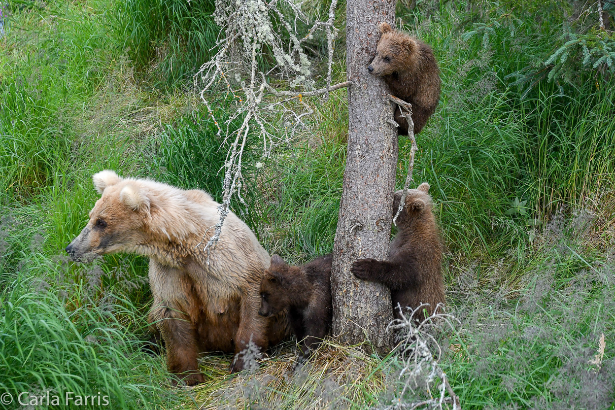 Grazer (128) & cubs