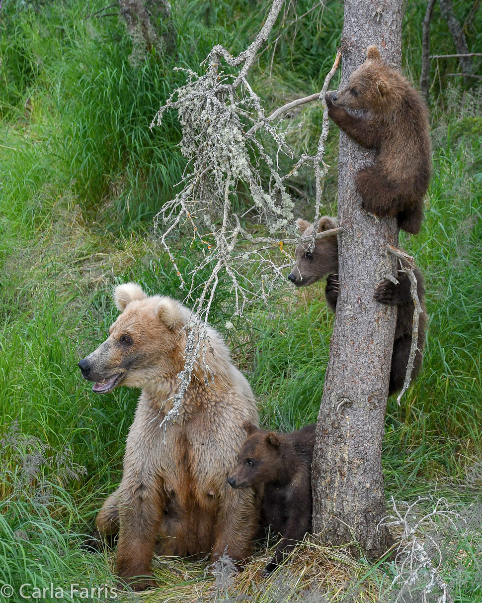 Grazer (128) & cubs