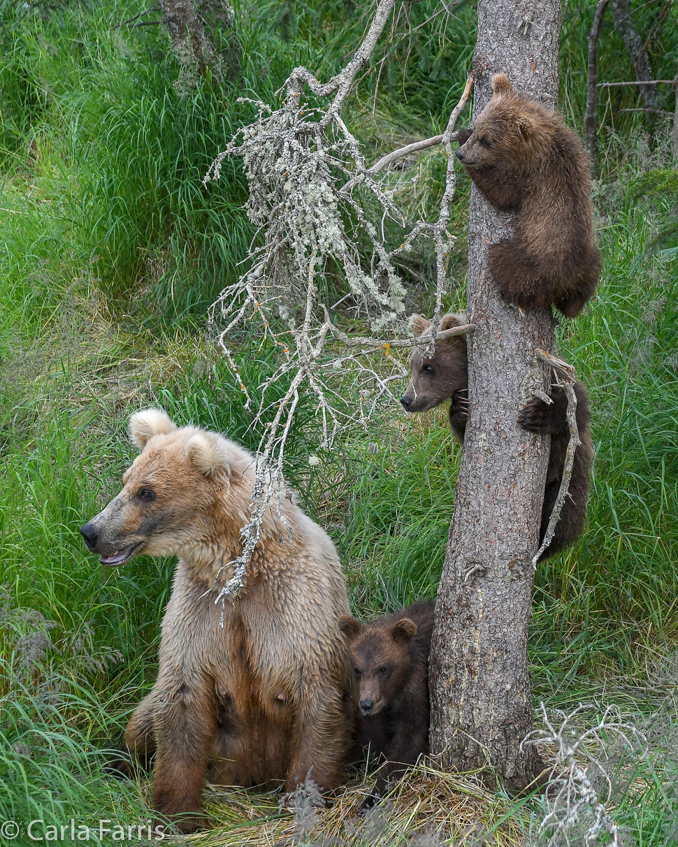 Grazer (128) & cubs