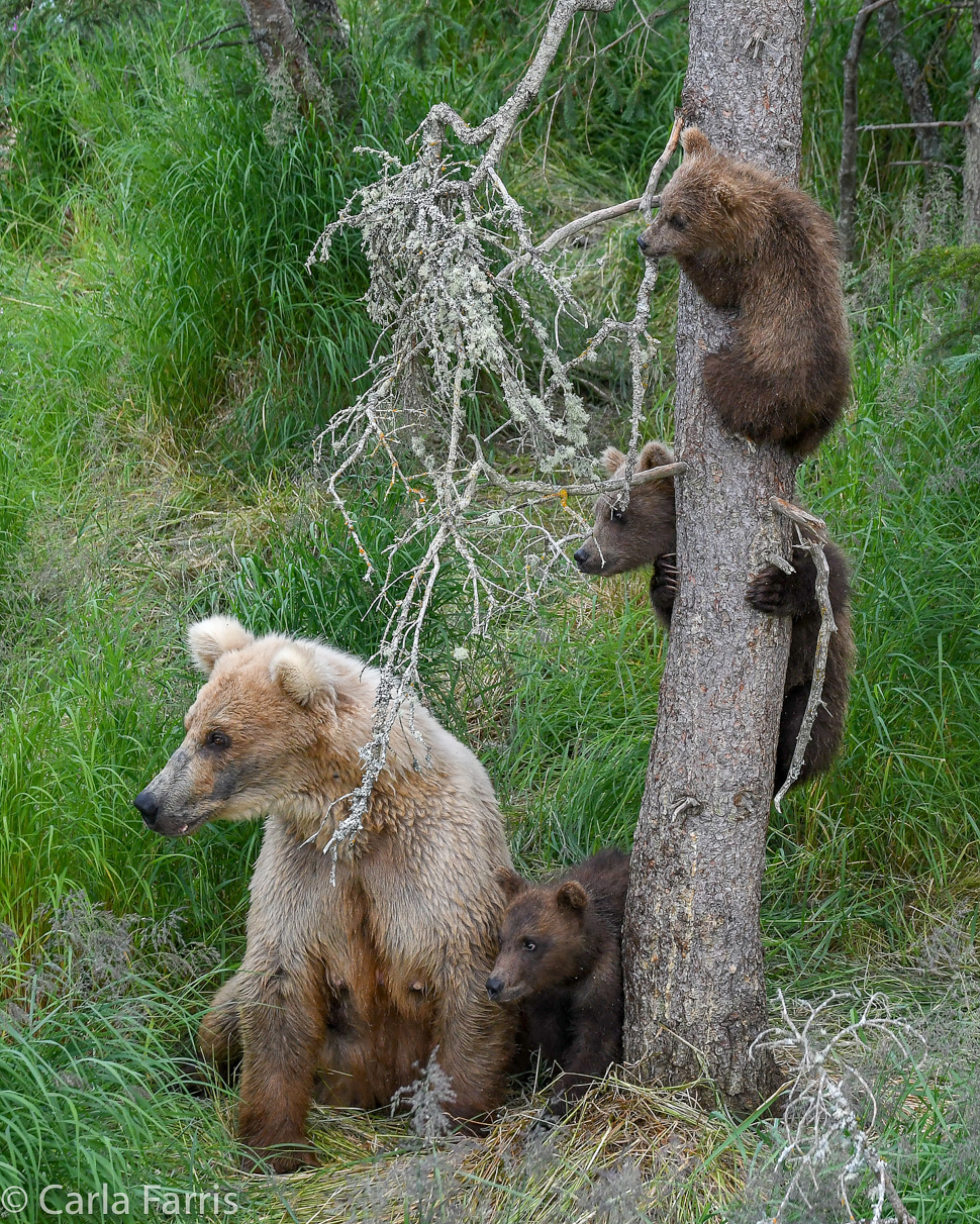 Grazer (128) & cubs