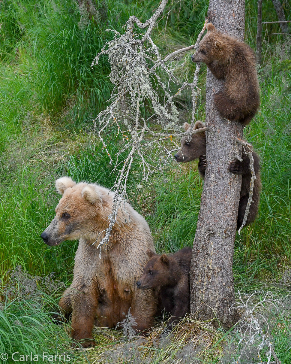 Grazer (128) & cubs