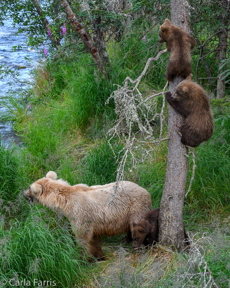 Grazer (128) & cubs