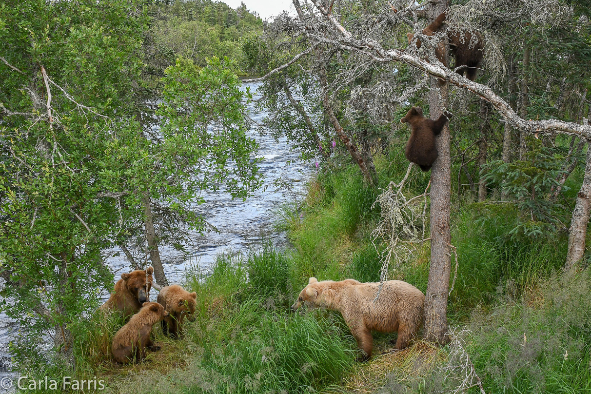 402 & cubs, Grazer (128) & cubs.