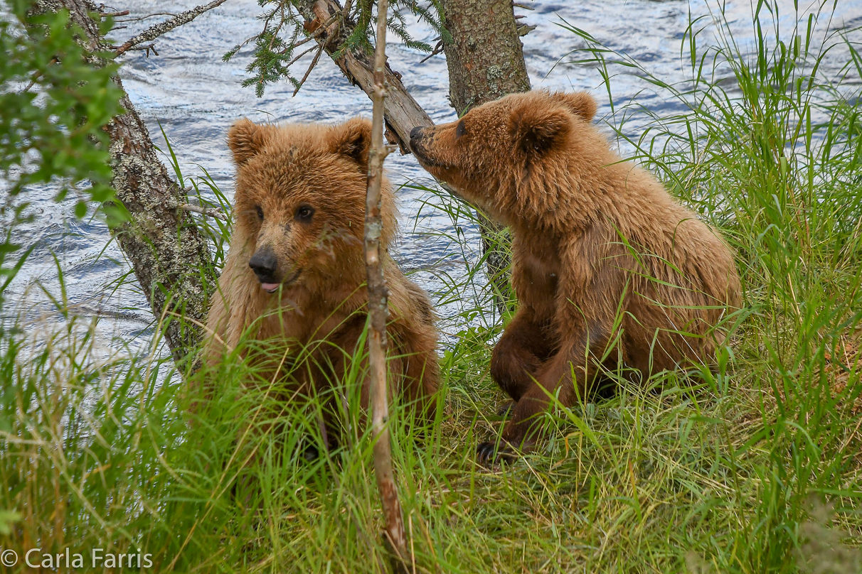 402's cubs