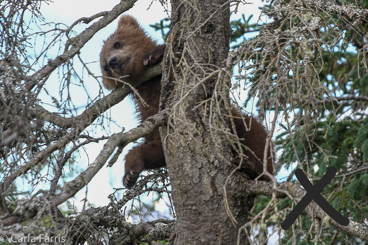 Grazer (128) cub(s)