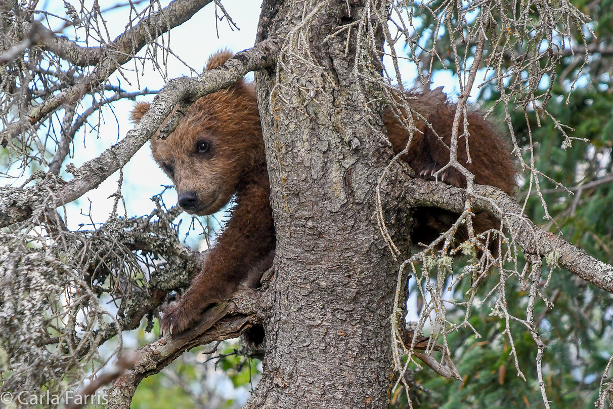 Grazer (128) cub(s)