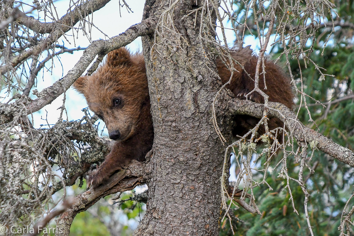 Grazer (128) cub(s)