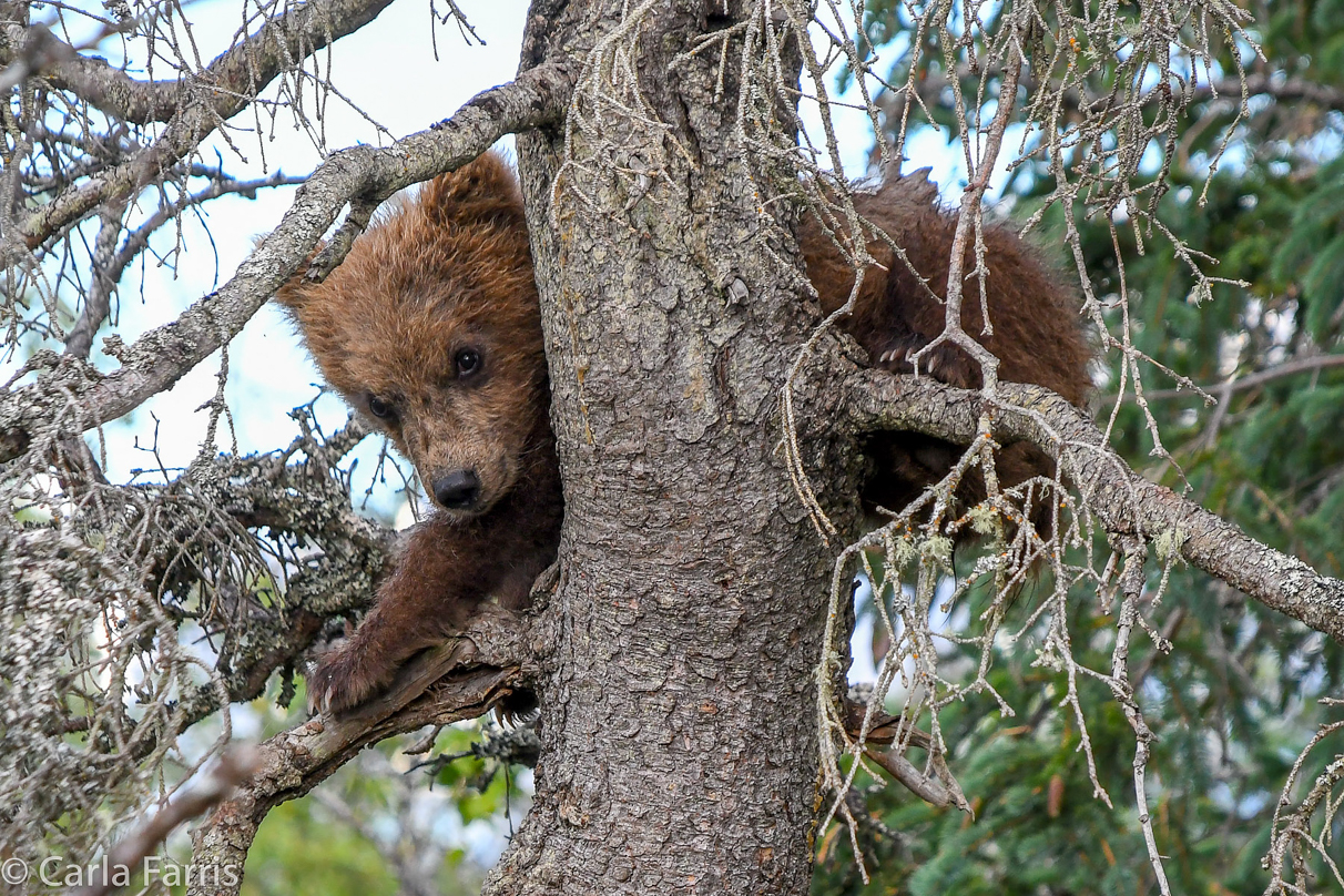 Grazer (128) cub(s)