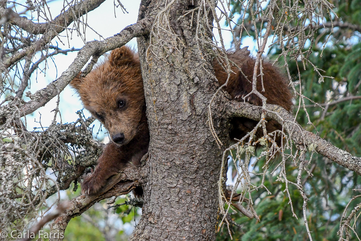 Grazer (128) cub(s)