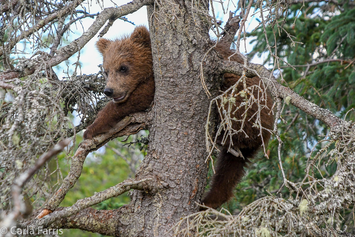 Grazer (128) cub(s)