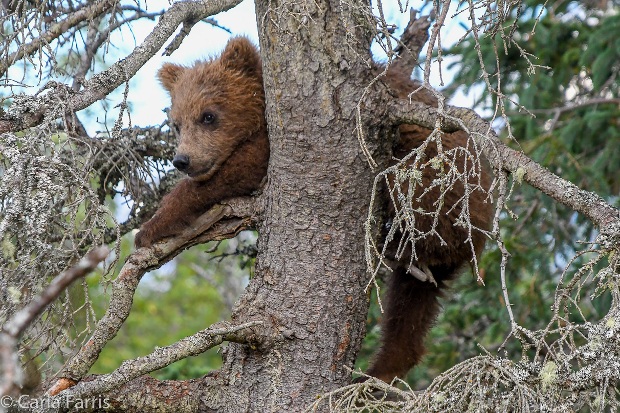 Grazer (128) cub(s)