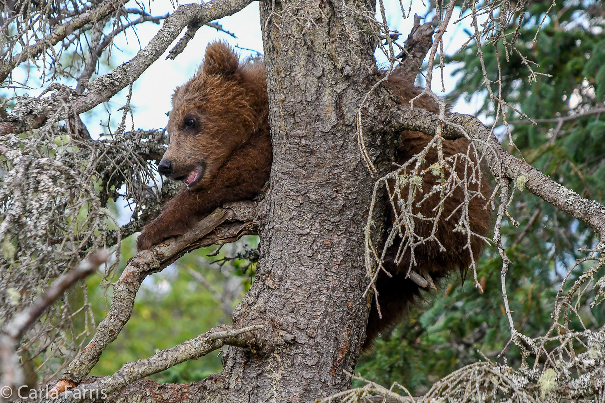 Grazer (128) cub(s)