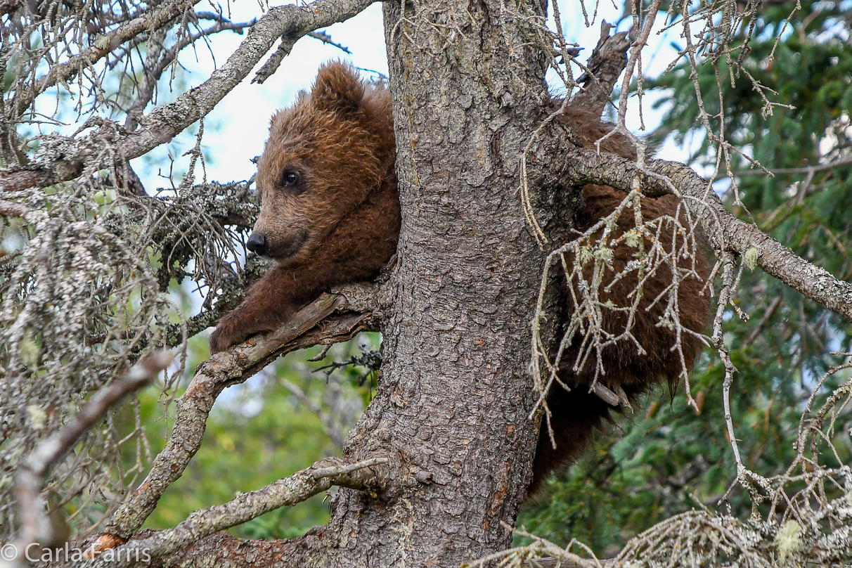 Grazer (128) cub(s)