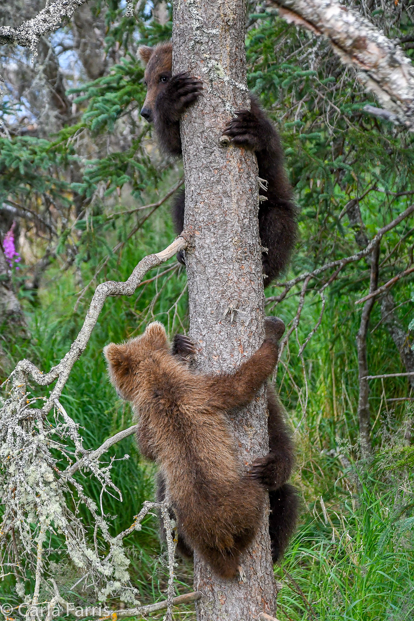 Grazer (128) cub(s)