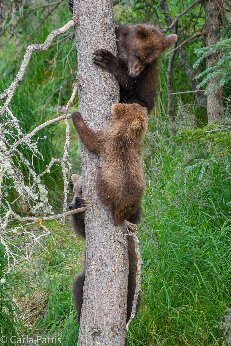 Grazer (128) cub(s)