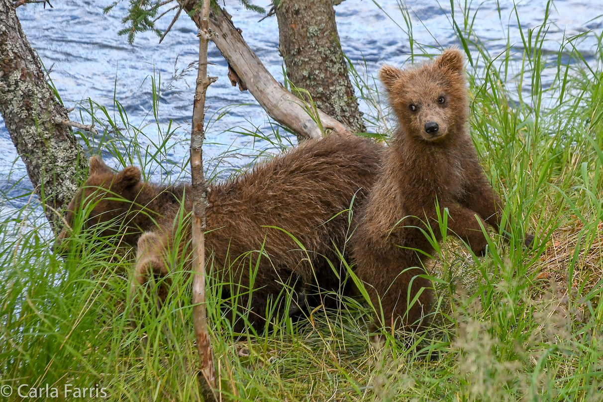 Grazer (128) cub(s)