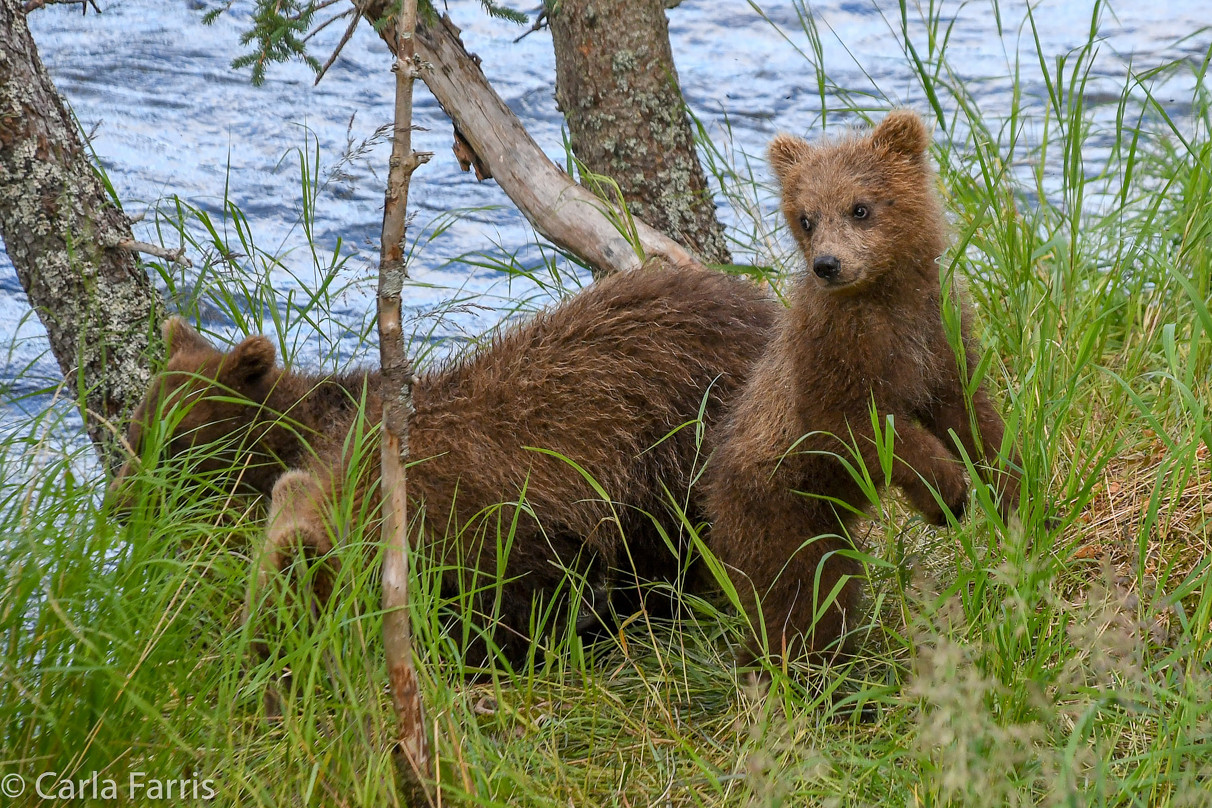 Grazer (128) cub(s)