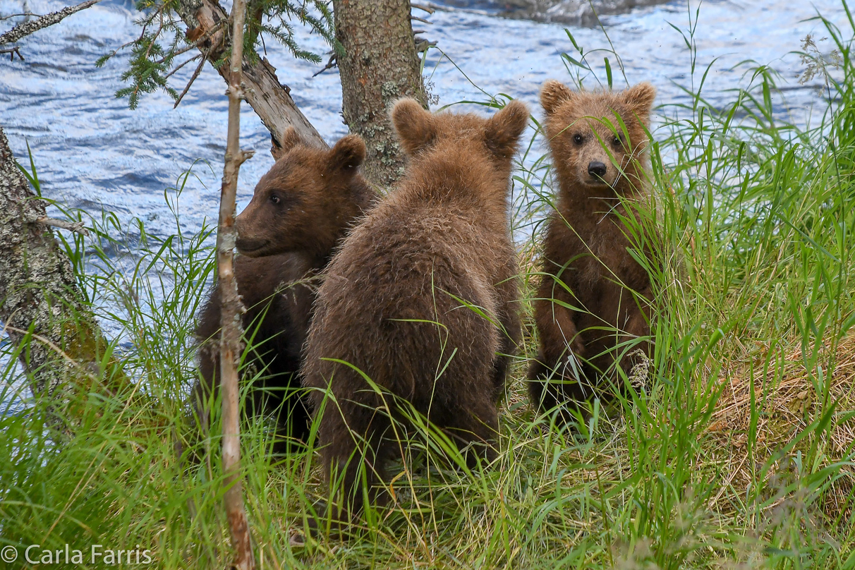 Grazer (128) cub(s)