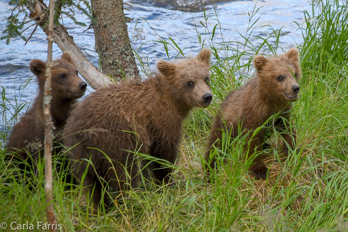 Grazer (128) cub(s)