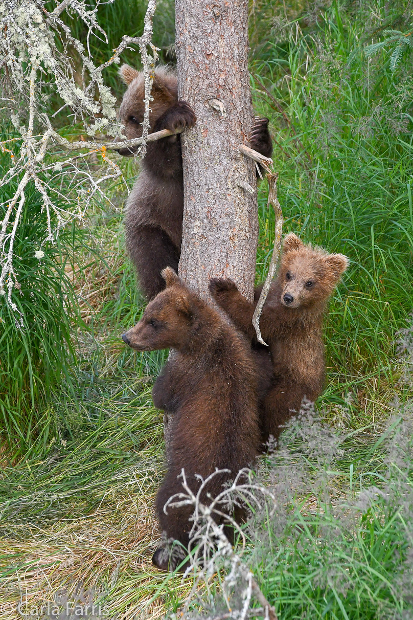 Grazer (128) cub(s)