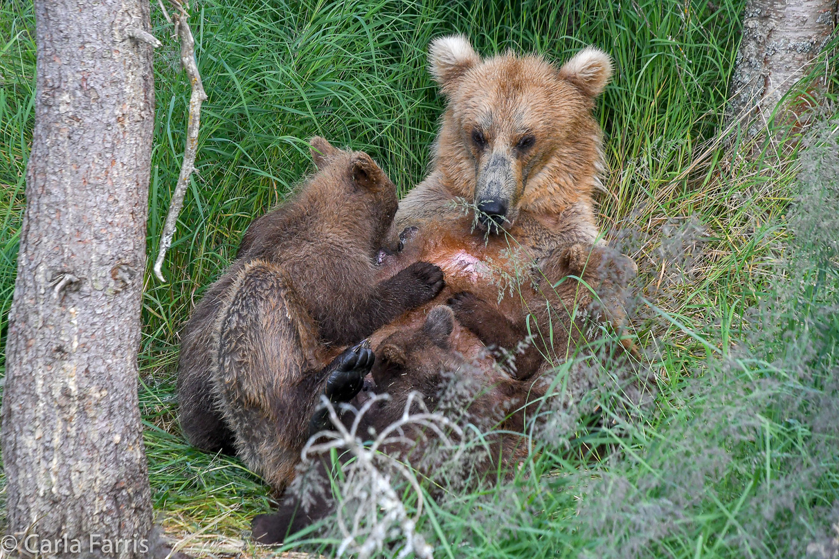 Grazer (128) & cubs