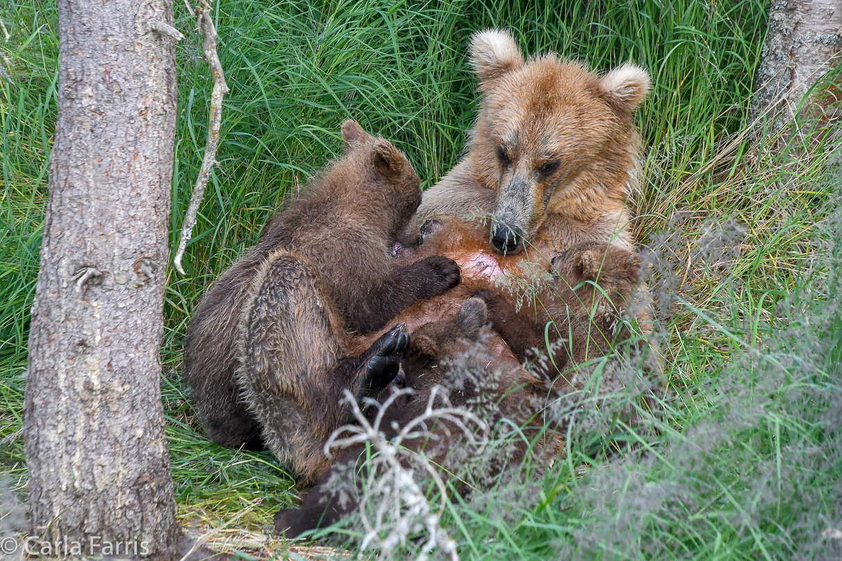 Grazer (128) & cubs