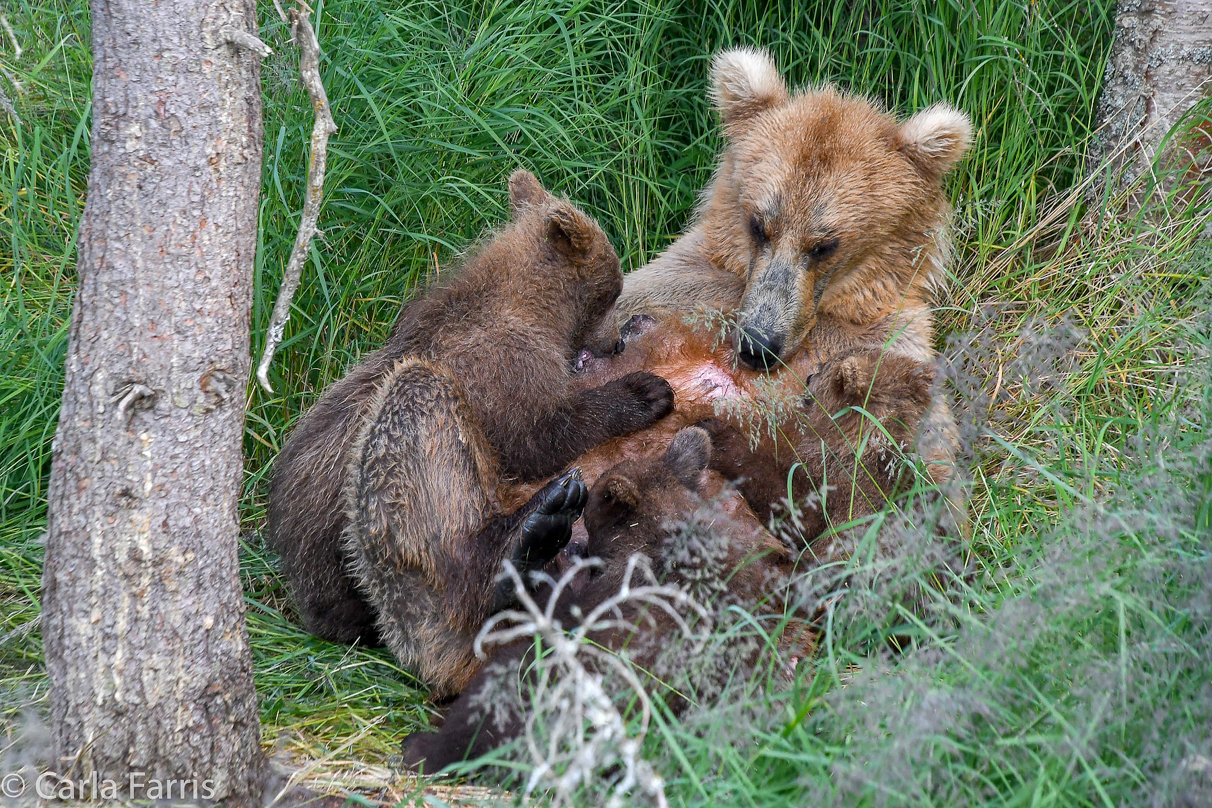 Grazer (128) & cubs