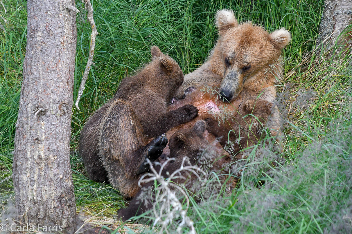 Grazer (128) & cubs